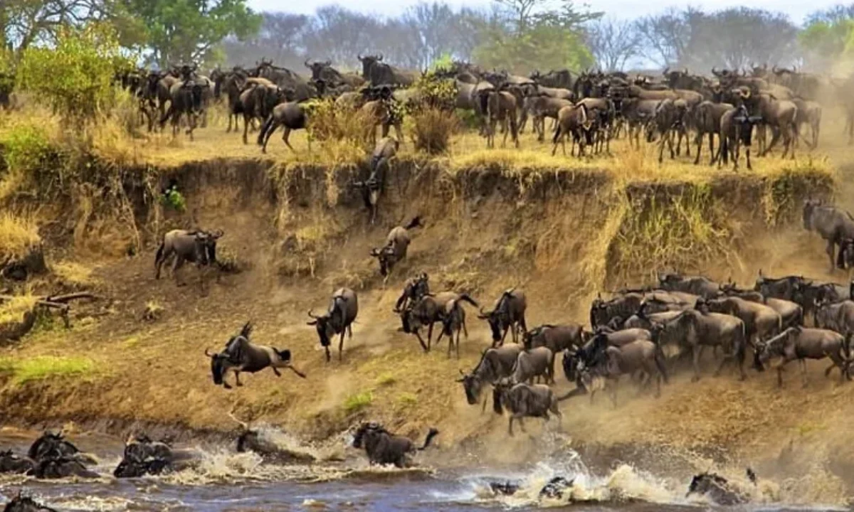 7 Days Best of Northern Tanzania Safari